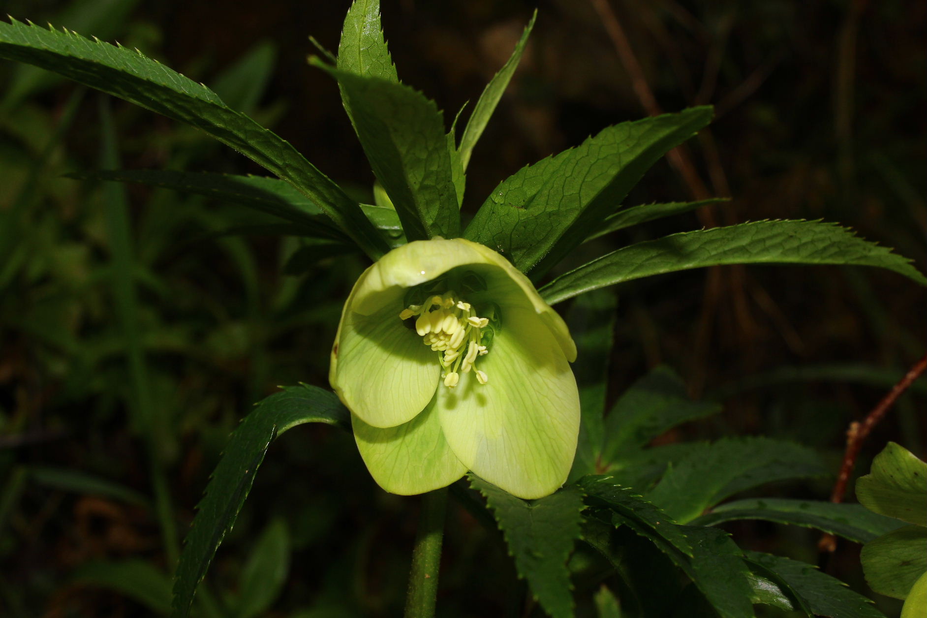 Le ultime arrivate tra le piante gi� fiorite